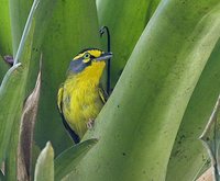 Slaty-capped Shrike-Vireo - Vireolanius leucotis