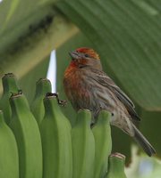 House Finch - Carpodacus mexicanus