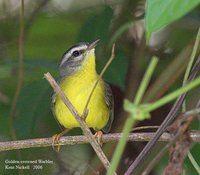 Golden-crowned Warbler - Basileuterus culicivorus