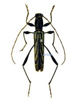 측범하늘소 - Hayashiclytus acutivittis