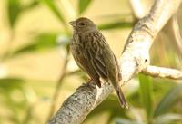 Saffron Finch: female