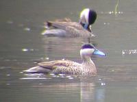 Puna Teal