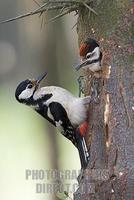 Great Spotted Woodpecker ( Dendrocopos major ) feeding chick stock photo