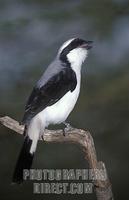 Grey backed fiscal ( Lanius excubitoroides ) , Lake Baringo , Kenya stock photo