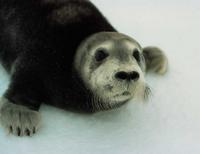 bearded seal