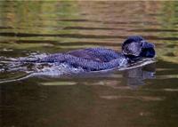 Musk Duck male