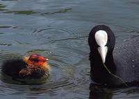 Another picture of a coot and its chick.