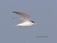 Little tern C20D 03480.jpg