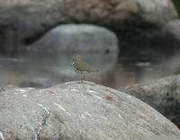 Spotted Sandpiper (Actitis macularius)