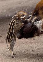 RED RIVER HOG