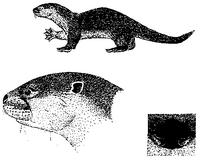 2. Lontra canadensis (북미수달)
