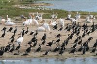 ...Great cormorants, Pink-backed pelicans, Great white pelicans on a Lake Edward/Kazinga Channel be