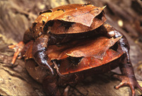 : Brachytarsophrys intermedius