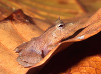 : Ceratobatrachus guentheri; Solomons Leaf Frog