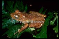 : Nyctixalus spinosus; Spiny Tree Frog