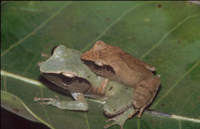 : Philautus zorro