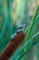 : Pseudacris regilla; Pacific Treefrog