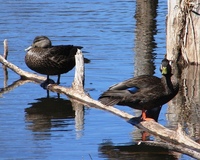 : Anas rubripes; Black Duck