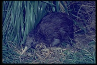 : Apteryx australis; Brown Kiwi