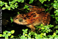 : Rana pretiosa; Oregon Spotted Frog