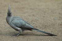 : Corythaixoides concolor; Grey Go-away Bird