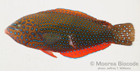 : Anampses caeruleopunctatus