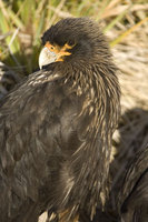 : Phalcoboenus australis; Striated Caracara