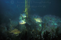 : Hypsurus caryi; Rainbow Surfperch;