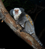 : Callithrix geoffroyi; Geoffroy's Tufted-eared Marmoset