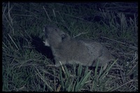 : Thomomys townsendii; Townsends Pocket Gopher