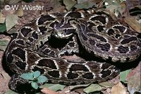 : Bothrops cotiara; Cotiara