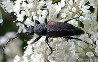 : Brachyleptura vagans; Flower Longhorn;