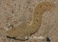 : Eristicophis macmahonii; Macmahon's Viper