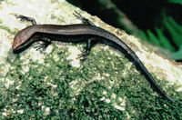 : Lampropholis delicata; Metallic Skink