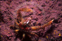 : Pugettia producta; Northern Kelp Crab