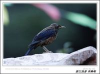 Turdus rubrocanus Grey-headed Thrush 灰頭鶇 074-009