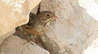 Ortolan Bunting