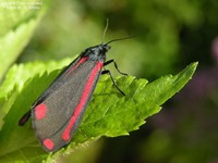 Blodplet (Tyria jacobaea) Foto/billede af
