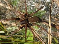 Moseedderkop (Dolomedes fimbriatus) Foto/billede af