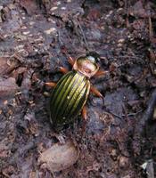 Carabus auronitens