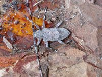 Acanthocinus aedilis - Timberman
