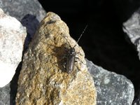 Monochamus sutor pellio