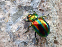 Chrysolina fastuosa var. speciosa