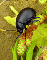 Timarcha tenebricosa moravica