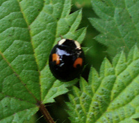 Harmonia axyridis var. conspicua
