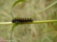 Callimorpha dominula - Scarlet Tiger