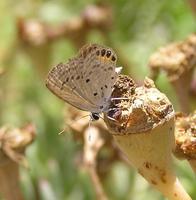 Chilades trochylus - Grass jewel