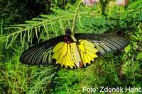 Troides aeacus