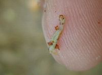Nephopterix angustella