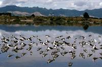 Pied stilts, Tauranga Harbour